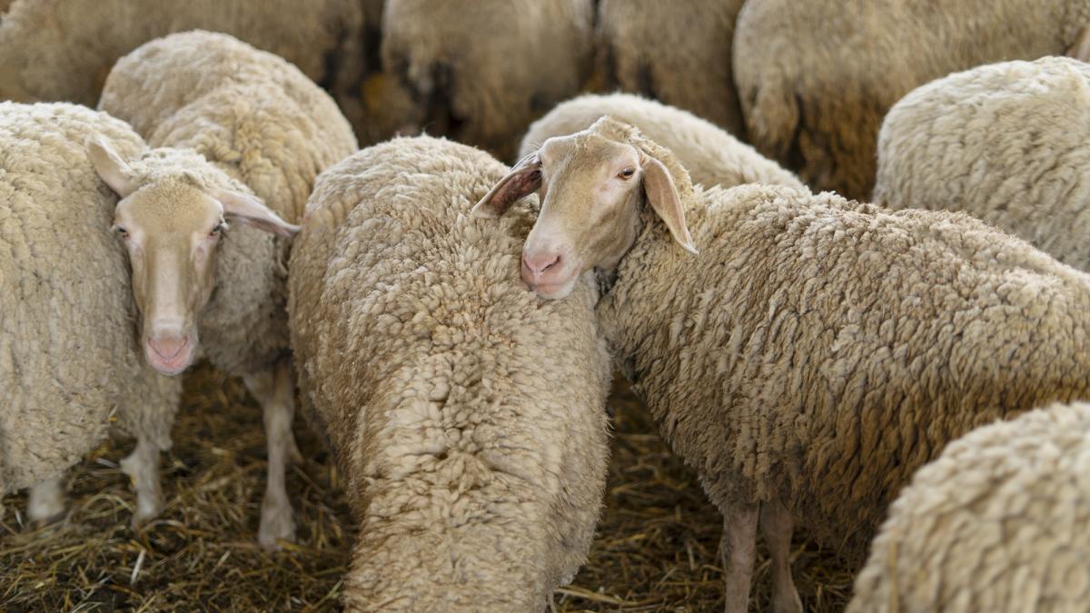 high-angle-sheep-herd-with-grass_84519300