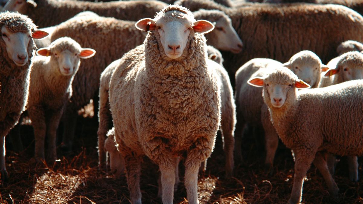selective-focus-shot-bunch-domestic-sheep