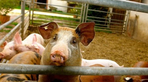 Pesta porcină ne alungă investitorii  
