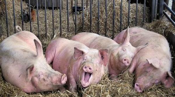 Aproape 10% din porcii României, ucişi de pestă
