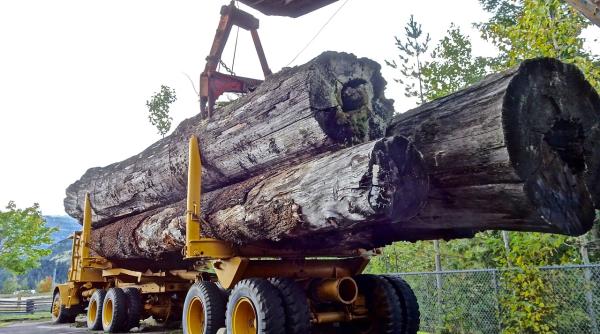 Exploatarea lemnului a scăzut în România