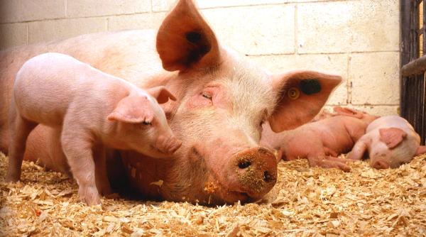 Creșterea porcilor în gospodării nu va fi întreruptă