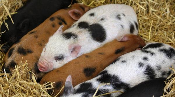 Ce spune ministrul Petre Daea despre porcii din gospodării