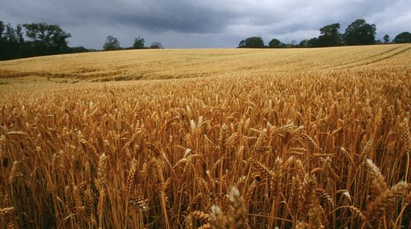 Avem nevoie de un Daeaffson