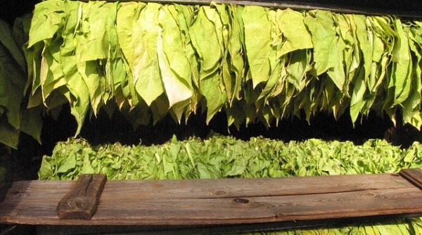 Exportul de tutun brut a scăzut, importul a crescut