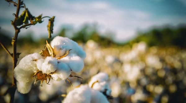 A fost inventat bumbacul alimentar