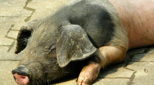 Experți CE, audit în România privind pesta porcină