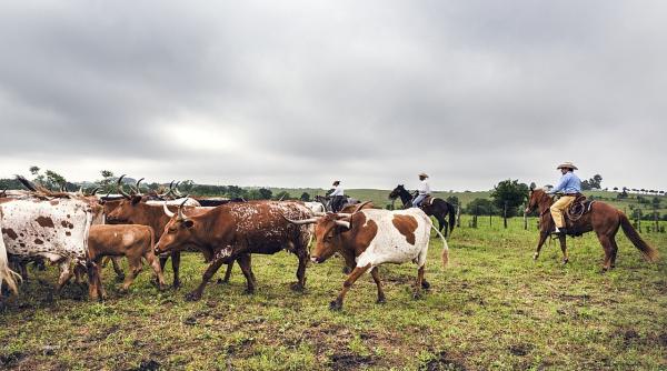 UE negociază cu SUA majorarea importurilor de carne de vită
