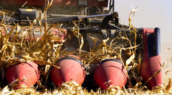 Ţara lui Dracula vampirizează piaţa europeană a porumbului. Cine face această afirmație