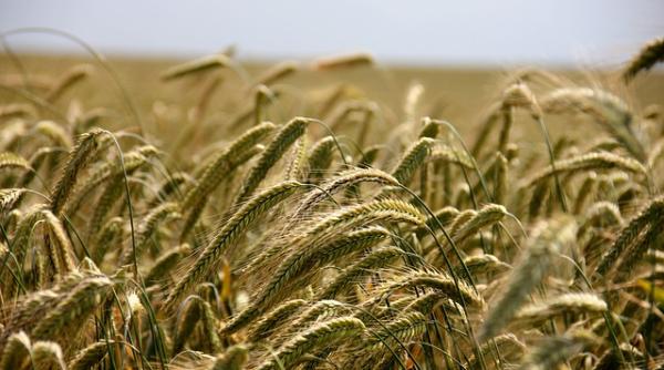 Agricultura românească scrie istorie în 2018. Cum a reușit