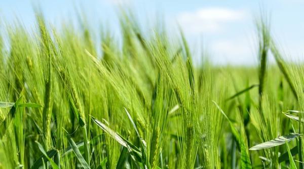 Pericolul care amenință agricultura românească 