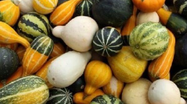 România, printre marii producători europeni de tărtăcuțe