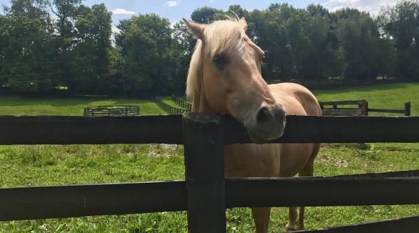 Johnny Depp vrea să vândă ferma mamei sale pentru 1,6 milioane de dolari GALERIE FOTO