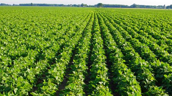 Reacția neașteptată a fermierilor americani în războiul comercial dintre SUA și China