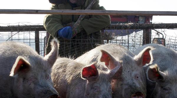 DECIZIE. Românii nu mai au voie să crească porci acasă
