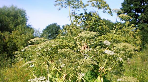 Țara invadată de buruieni. Nu e departe de România