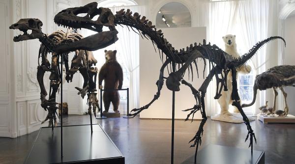 Doi dinozauri scoși la licitație nu și-au găsit cumpărători