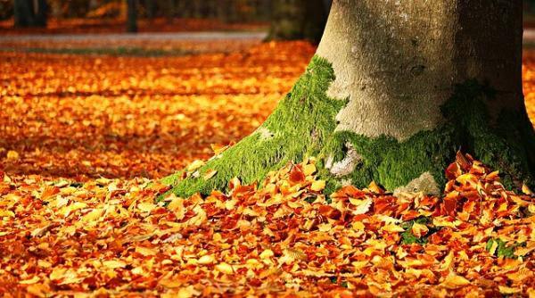 Ideea de afaceri care l-a umplut de bani pe un orădean de rând