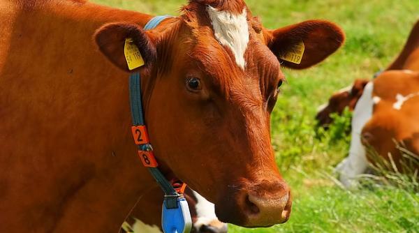 Vacile elvețiene pot rămâne fără coarne. Așa s-a decis la urne!