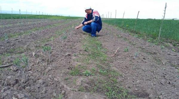 Suceveanul care a creat lavanda de România. Câți bani scoate din planta parfumată