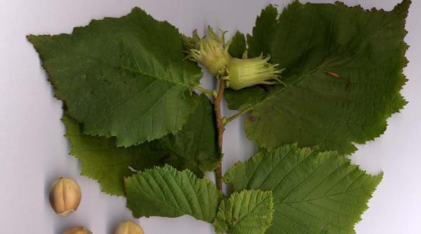 Secretul unei afaceri de succes. În câţi ani îşi scoate banii o plantaţie de aluni 