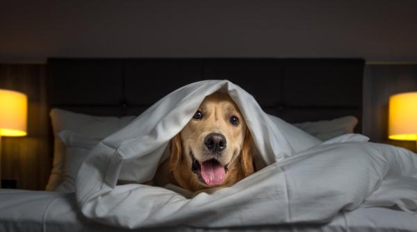 Sute de cîini și pisici, găzduite într-un hotel, departe de zgomotul pocnitorilor