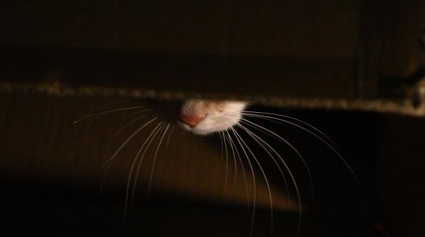 Invenție revoluționară pentru iubitorii de pisici, prezentată la CES 2019