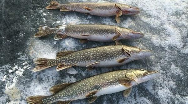 Guvernatorul Deltei Dunării: Tone se știucă sunt scoase cu lanțul și prăjina