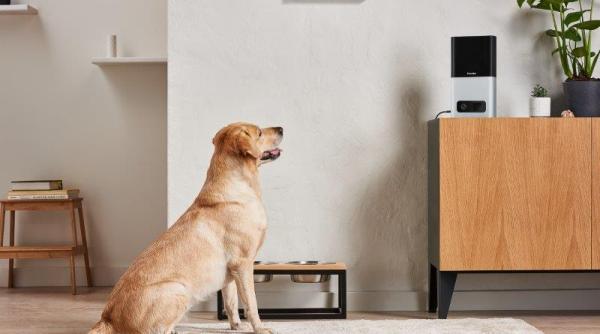 Tehnologia are grijă de câinii noștri. Distribuitor de hrană inteligent VIDEO