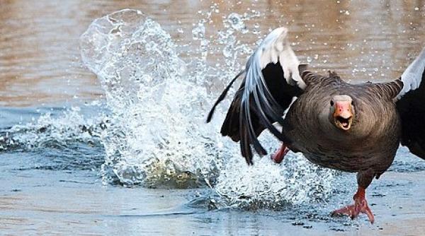 California interzice o delicatesă. Ca să scape de scandal