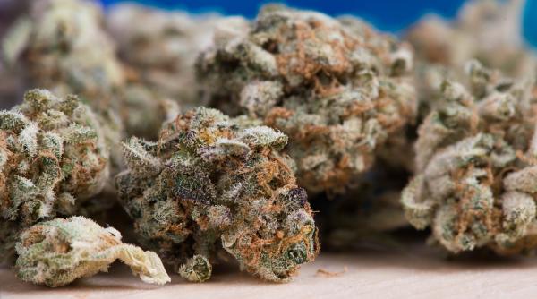 O afacere înfloritoare. Bani albi obținuți din culturi interzise