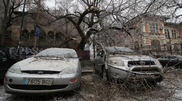 Copacii căzuți peste mașini. Cine primește despăgubiri