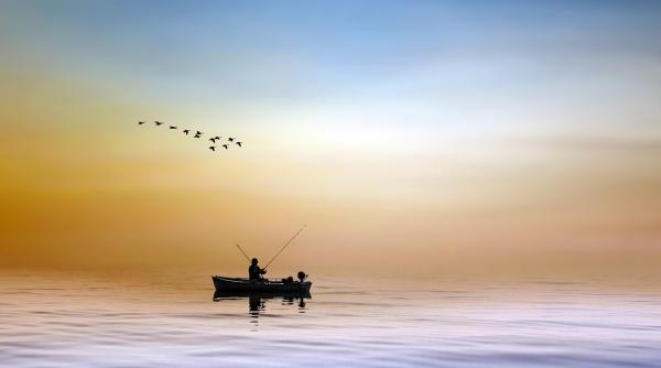 Fermierii acvacultori cer compensații pentru peștele mâncat de păsări