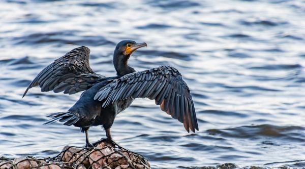 România are nevoie de sperietori de... cormorani