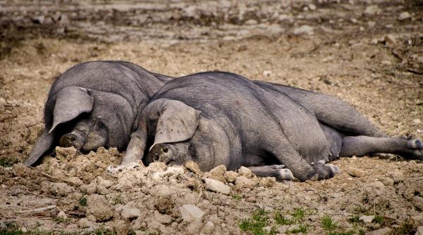 Bani de la UE pentru combaterea pestei porcine