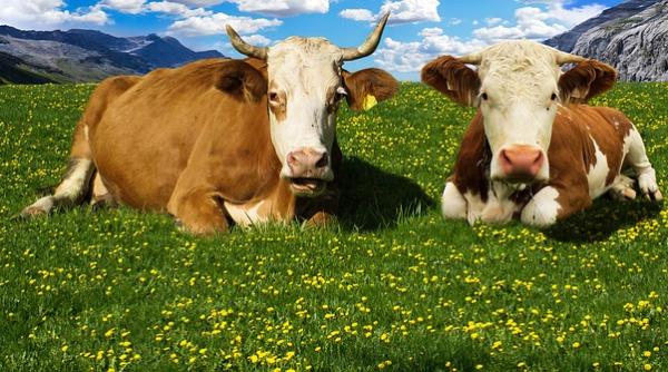 Polonia ne-a trimis carne stricată. Reacția autorităților române