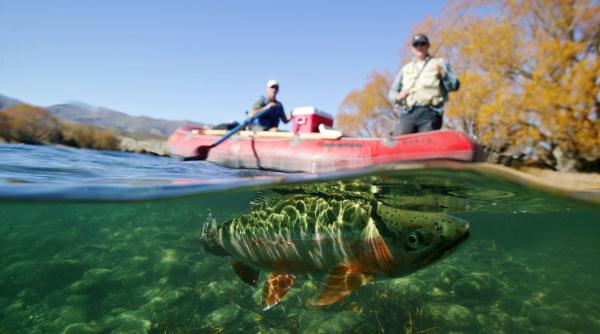Turiștii din Deltă mănâncă pește de la supermarket. Soluţia oficialilor
