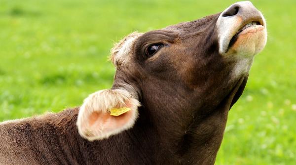 Țările UE care s-au ”ars” cu carnea de vită poloneză reduc importurile