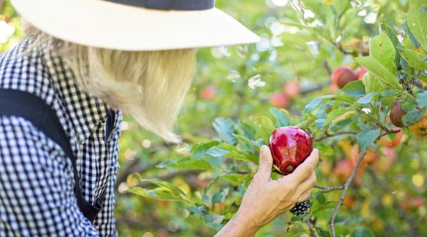 ANOFM oferă 150 de locuri de muncă în Spania