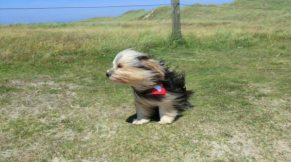 Avertizare METEO nowcasting Cod galben de vânt în Capitală și 19 județe