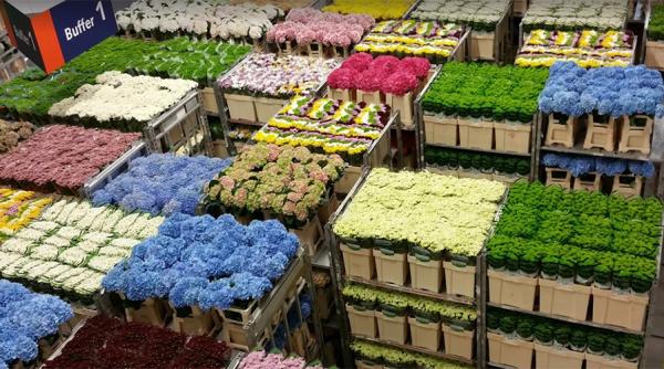 Cel mai mare târg de flori din lume poate fi vizitat de turiști