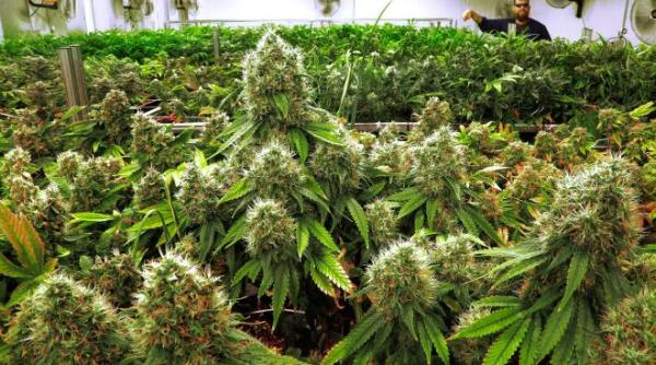 S-a decis importul de canabis medicinal. De când intră în vigoare