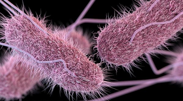 Produs constaminat cu Salmonella, retras de Mega Image