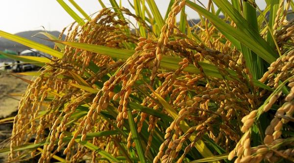 România a importat mai multe produse alimentare decât a exportat