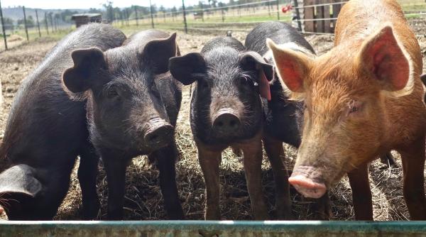 Pesta porcină, de neoprit în România. Procesatorii au pus gând rău porcului din gospodărie