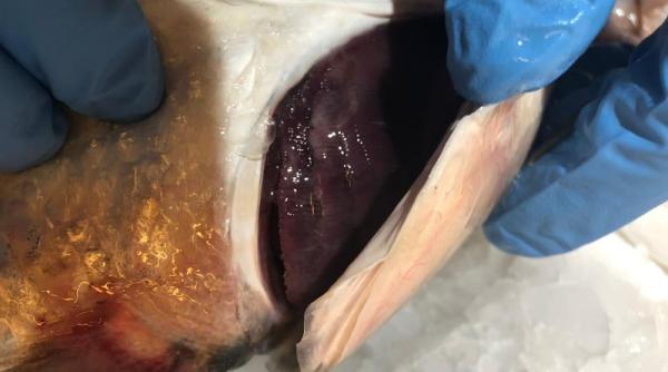 Dezastru. Ce au găsit inspectorii ANPC în magazinele cu pește. VIDEO