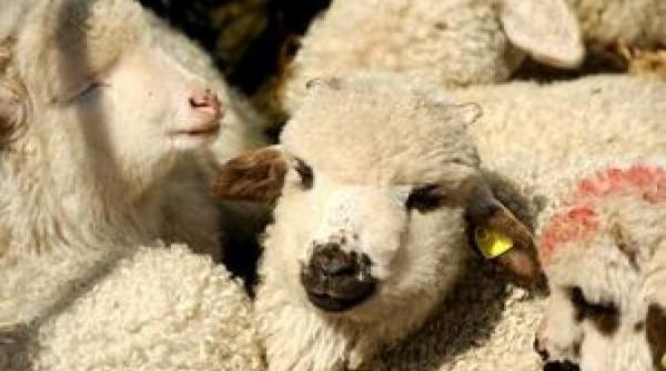 Interzis la carne de miel de Paște! Ce decizie au luat autoritățile