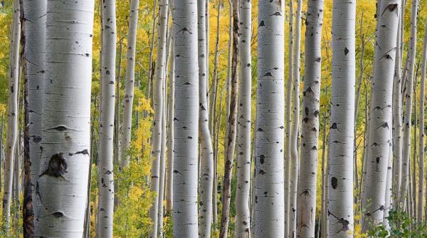 Pădurea plantată de copii, distrusă cu buldozerul. Ministerul Mediului ia măsuri