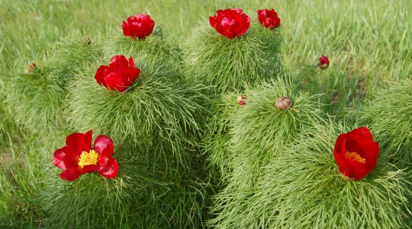 O floare rară apare doar în Mureș. E singurul loc din Europa și mii de turiști au dat năvală