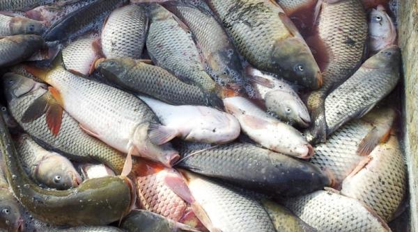 România a exportat preparate din carne și pește de 14,3 milioane de euro